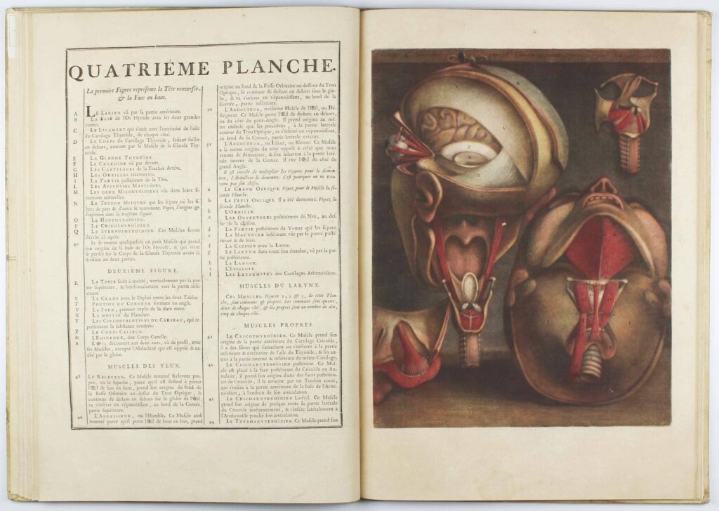 "Myologie complète en couleur et grandeur naturelle" de Jacques Gautier-Dagoty, 1746.